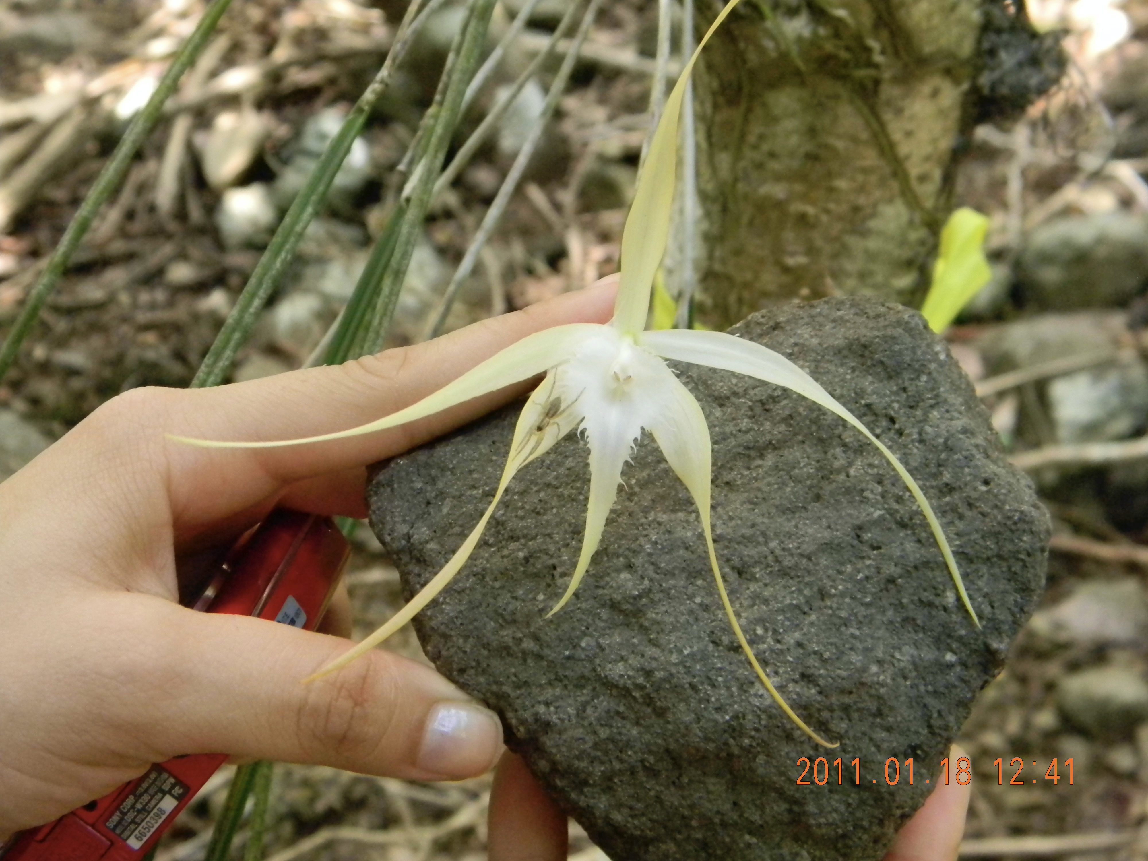 **La especie** *Brasavolla cucullata* **en la isla de San Eustaquio**