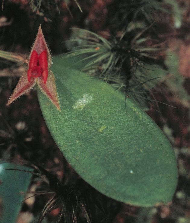 *Lepanthes eltoroensis*